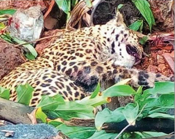 leopard 